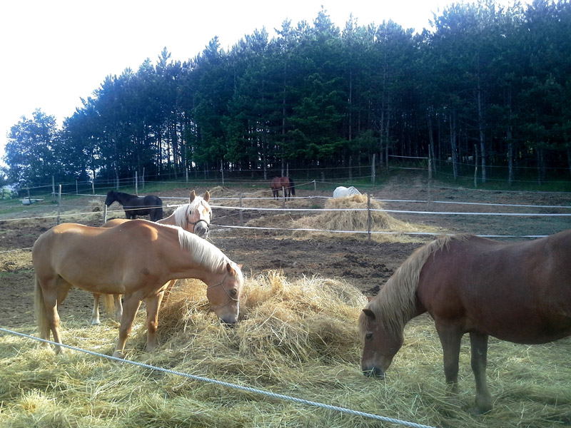cavalli casentino