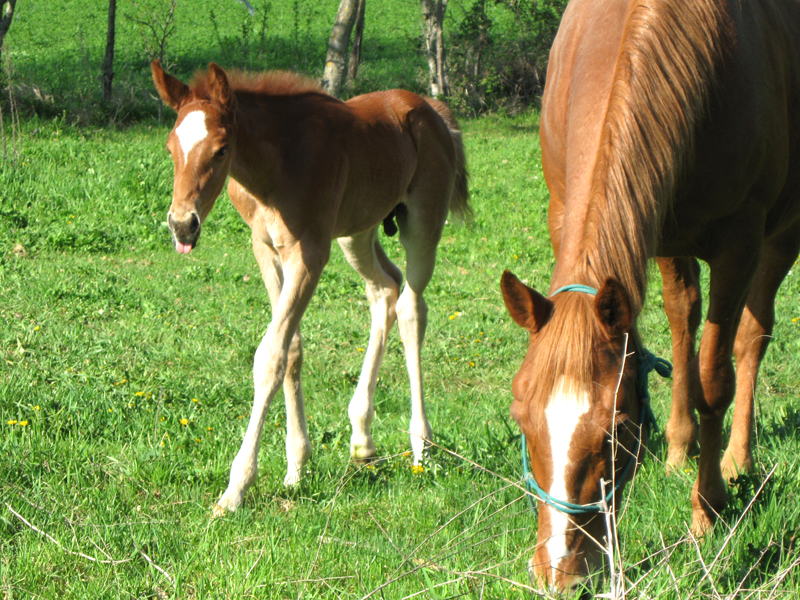 Cavalli San Donato