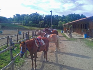 gallery_21